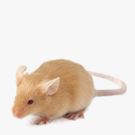 Nid Douillet Coton Naturel 50 G Pour Hamster Rongeurs Vadigran à Prix  Carrefour