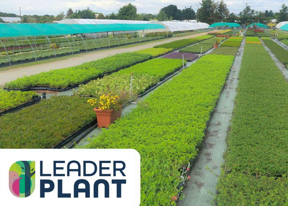 Leaderplant